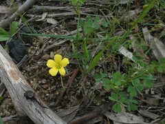 Oxalis perennans