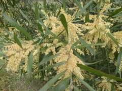Acacia floribunda