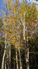 Betula papyrifera