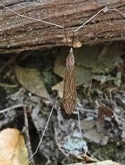 Brachypremna dispellens