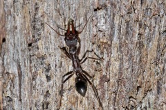 Myrmecia pyriformis