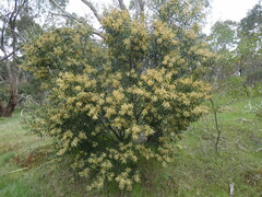 Acacia floribunda