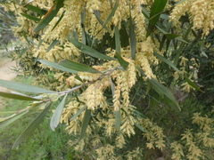 Acacia floribunda