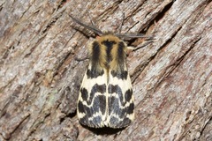 Ardices curvata