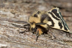Ardices curvata