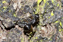 Campomyrma