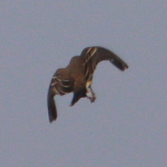 Empidonax minimus