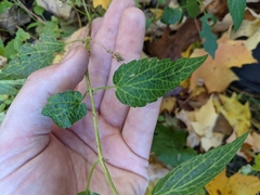 Scutellaria lateriflora
