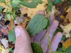 Scutellaria lateriflora