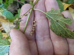 Scutellaria lateriflora