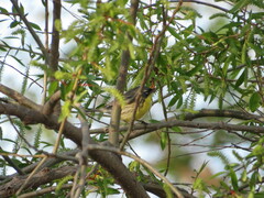 Setophaga kirtlandii