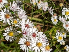 Augochlorella aurata