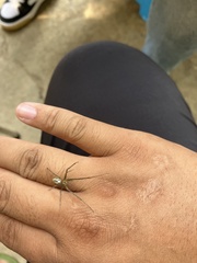 Leucauge