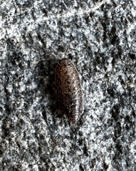 Porcellio