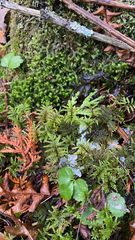 Hylocomium splendens