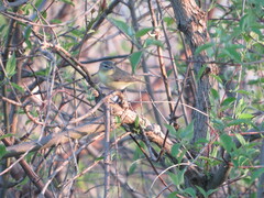 Vireo philadelphicus