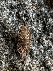 Porcellio