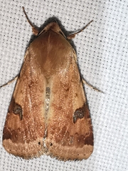 Heliothis peltigera