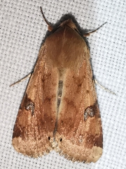Heliothis peltigera