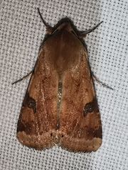 Heliothis peltigera