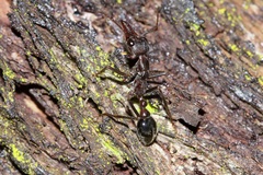 Myrmecia pyriformis