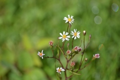 Symphyotrichum expansum