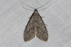 Nola pleurosema