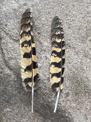 Phalaenoptilus nuttallii