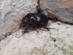 Strategus antaeus
