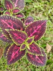 Coleus scutellarioides