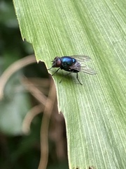 Chrysomya megacephala