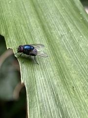 Chrysomya megacephala