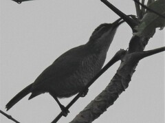 Ptiloris paradiseus