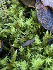 Aulacomnium palustre