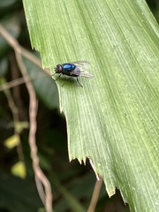Chrysomya megacephala