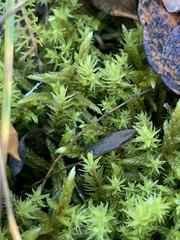 Aulacomnium palustre