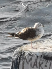 Larus dominicanus
