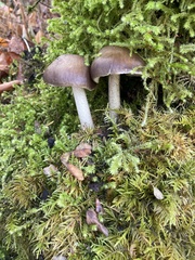 Pluteus exilis