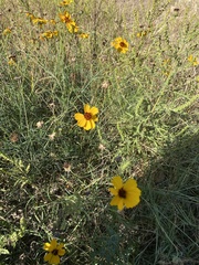Thelesperma filifolium
