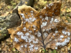 Erysiphe liriodendri