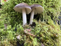 Pluteus exilis