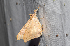 Oxyodes scrobiculata