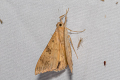 Oxyodes scrobiculata