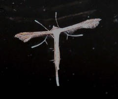 Stenoptilodes taprobanes