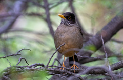 Turdus falcklandii