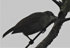 Ptiloris paradiseus