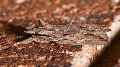Ecnomodes sagittaria