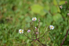 Symphyotrichum expansum