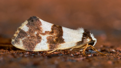 Philenora aspectalella