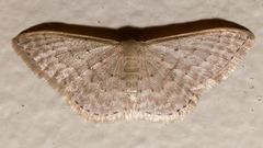 Idaea philocosma